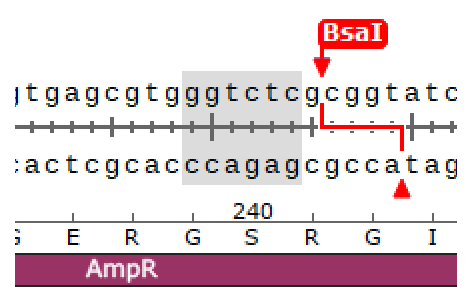 bsaI replacement